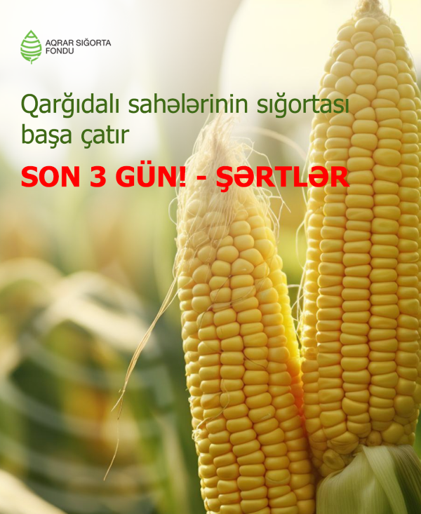 Qarğıdalı sahələrinin sığortalanması üçün son 3 gün qalıb