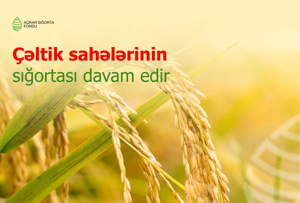Çəltik sahələrinin sığortalanması davam edir: müraciətlər üçün son 10 gün qalıb